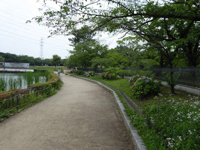 門真市・弁天池公園 アジサイ