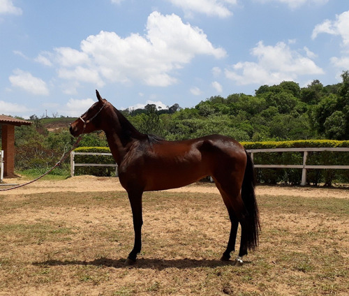 Égua da raça manga larga marchador no curral