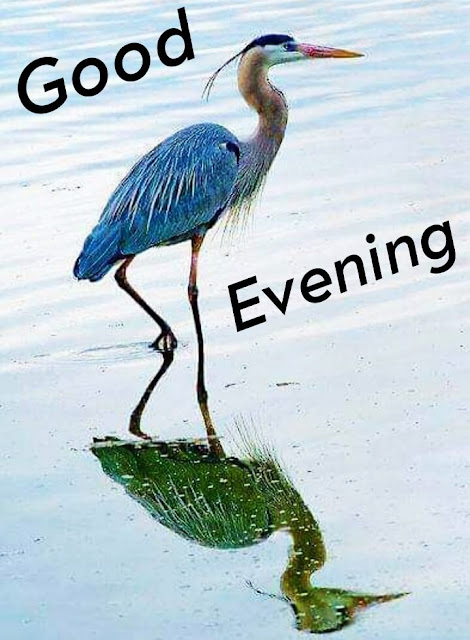 Bird Good Evening Images