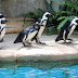 Gembira Loka Zoo - Kebun Binatang di Jogja