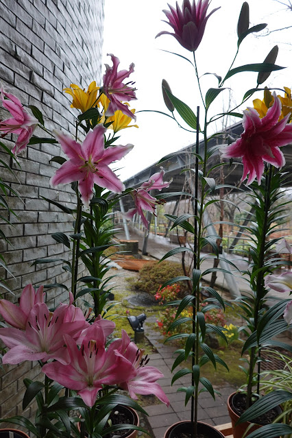 鳥取県西伯郡南部町鶴田 とっとり花回廊 ゆりの館