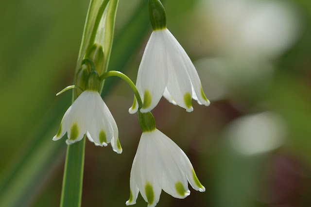 Leucojum aestivum.