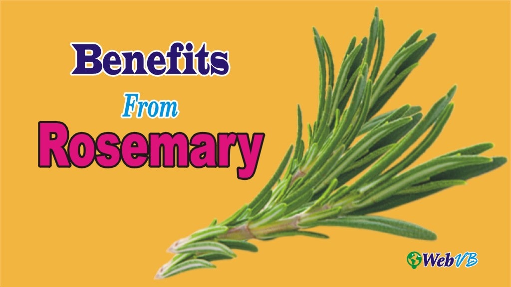 Health Benefits of Rosemary | Benefits of Rosemary