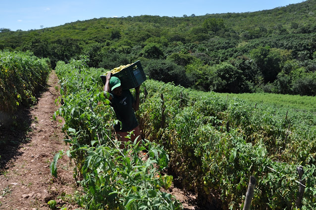 Produtores de tomate celebram aumento da produtividade, com assistência técnica do Projeto Vale Produtivo da Prefeitura de Barreiras