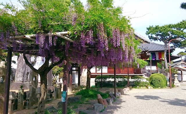 葛井寺(藤井寺市)