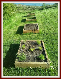 raised beds