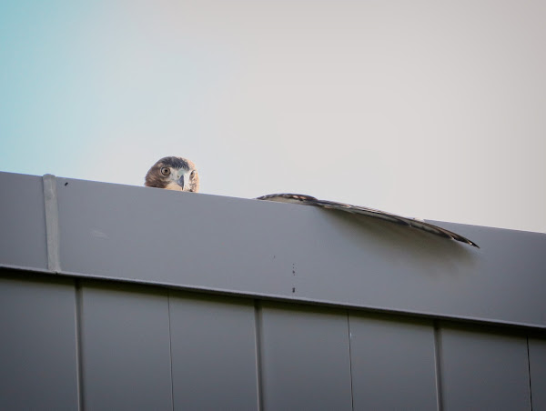 Tompkins Square hawk fledgling sunbathing on a roof