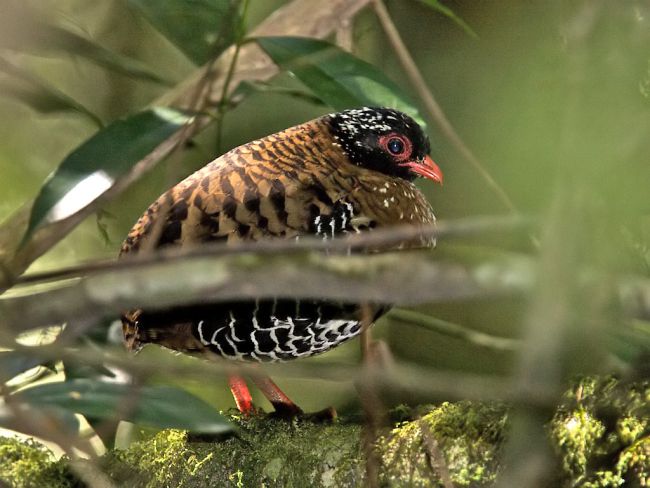 Mengenal Burung  Puyuh  gonggong Sumatera Burung  Gue
