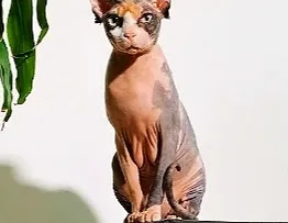 sphynx-sunburn-effect-on-skin