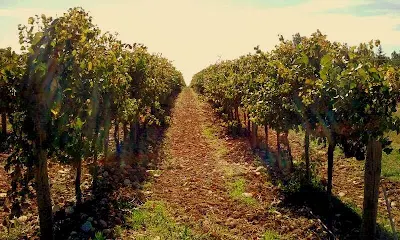 orvieto wine