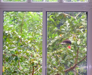 brown jay eating guava in La Ceiba Honduras