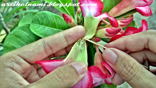 Bunga Adenium