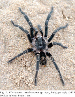 Plesiopelma aspidosperma