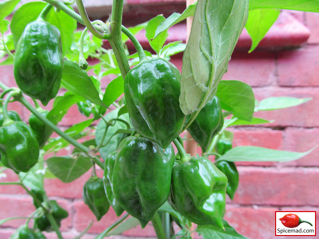 Orange Habanero - 28th July 2023