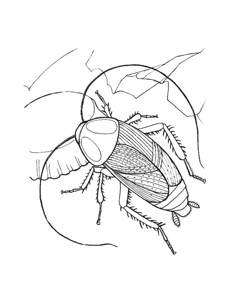 Download Insect Animal Coloring Pages Ideas