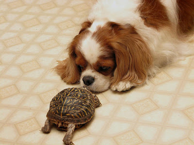 Süsser Hund mit Schildkröte