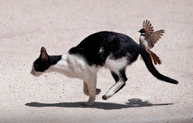 Funny animals of the week - 28 March 2014 (40 pics), bird attacks cat