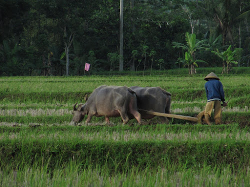 Wallpaper Gambar Kerbau di Sawah