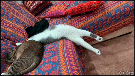 Funny Cat GIF • Sleepy cat falling off sofa in a flexible way but then he comes back up [ok-cats.com]