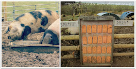 Celtic pig names, hairy pigs, Butser Ancient Farm