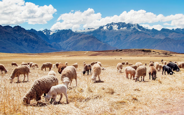 peru sheep fields