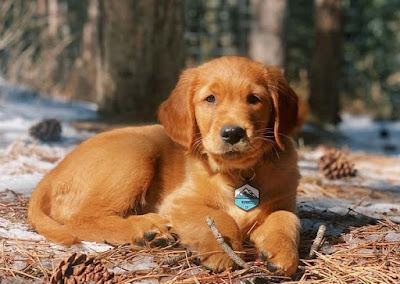 Red Golden Retriever Puppies For Sale Near Me