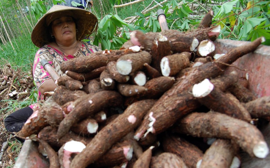 Berbagi Cerita Dengan Sesama Sejarah Buah Singkong 