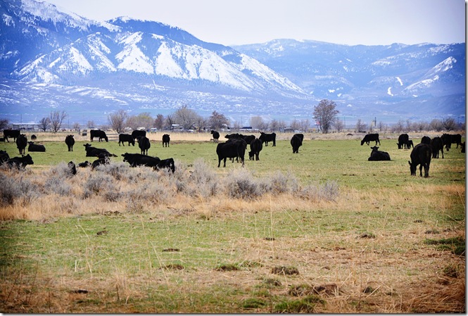Cows