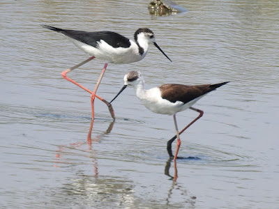 高蹺鴴（左：雄鳥；右：雌鳥）