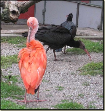 Scarlet and other Ibis