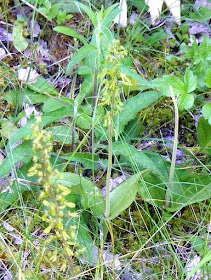Twayblade Neottia ovata.  Indre et Loire, France. Photographed by Susan Walter. Tour the Loire Valley with a classic car and a private guide.