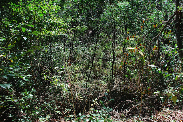 Ravine Gardens State Park