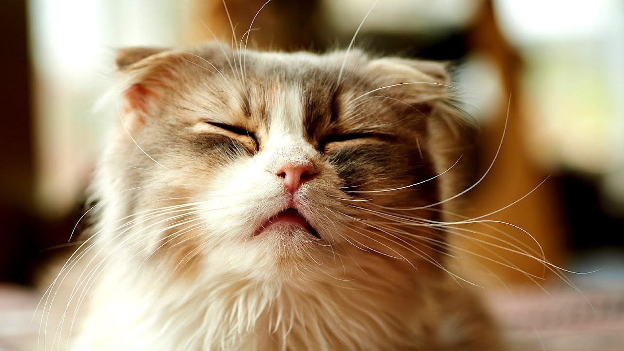Cat With Allergies Sneezing