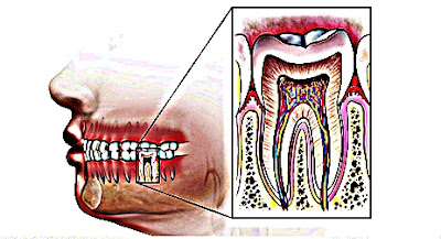 best dentist in murfreesboro tn