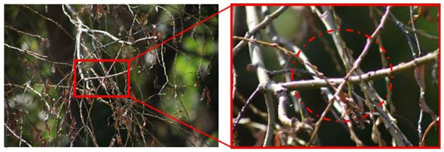 An image captured with a telephoto lens where chromatic aberration can be seen around the edge of the branch in the red square