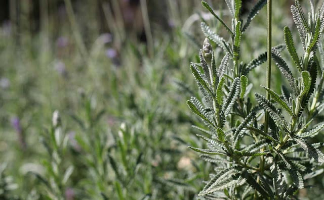 Lavender Flowers