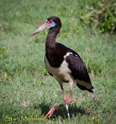 Abdim´s Stork