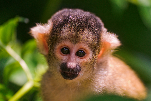 cute pictures of monkeys