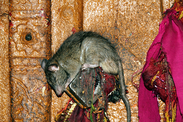 Карни Мата – необычный храм крыс в Индии