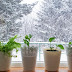 10 Tricks to Keep Your Houseplants Alive This Winter