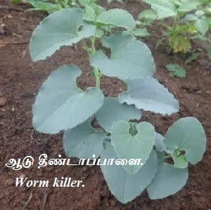 Aadu theenda palai - Worm killer