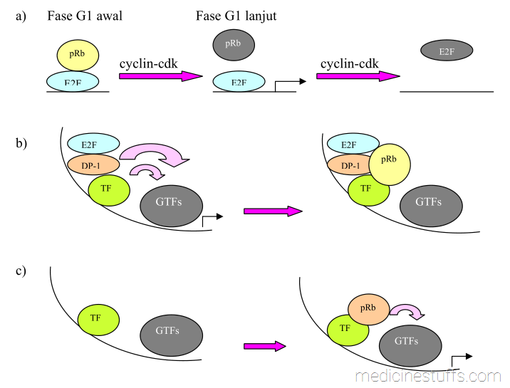 gambar-9-pengaturan-aktivator-transkripsi-oleh-pRb-dan-cdk
