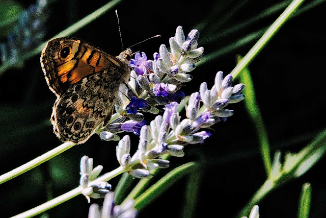 Mariposa o paloma