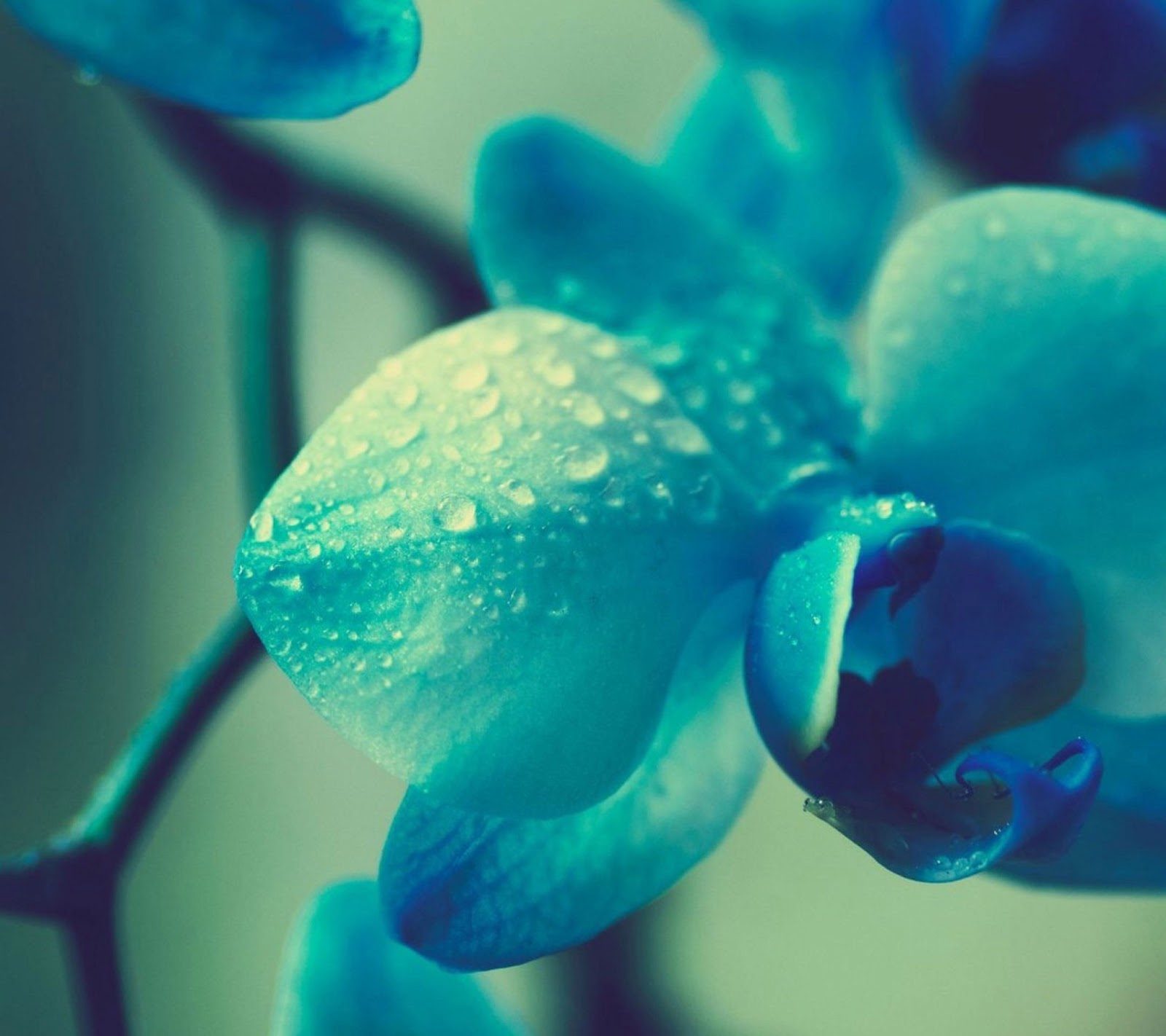 Galaxy S4 Wallpaper - Blue Flower - HD Wallpapers - 9to5Wallpapers