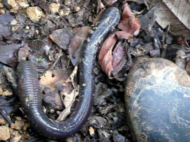 Giant Earth worms 