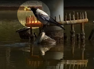 He Thought This Bird Was Just Eating A Piece Of Bread, But Instead? Wow.