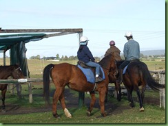 Sugarloaf Horse Center FOREVER 010