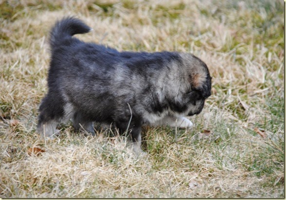 150414 Balto