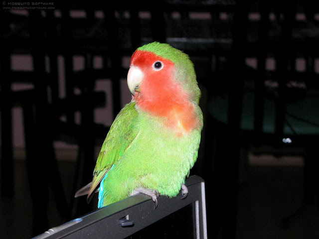 Green Parrot Bird