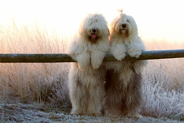 Old English Sheepdog